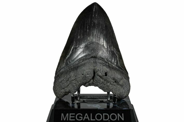 Fossil Megalodon Tooth - South Carolina #325766